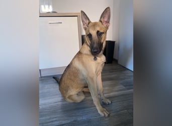 Lucas - Fröhlicher Schatz sucht aktive Menschen