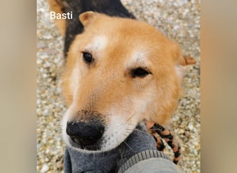 Basti möchte endlich Gras unter den Pfoten spüren dürfen