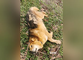 Basti möchte endlich Gras unter den Pfoten spüren dürfen