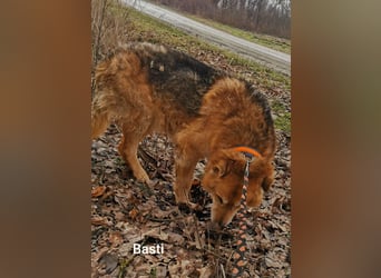 Basti möchte endlich Gras unter den Pfoten spüren dürfen