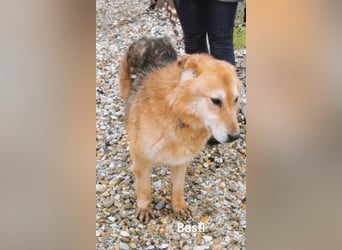 Basti möchte endlich Gras unter den Pfoten spüren dürfen