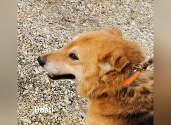 Basti möchte endlich Gras unter den Pfoten spüren dürfen