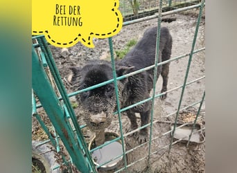 Star möchte nochmal eine Familie