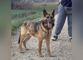 Jax braucht eine liebevolle Führung