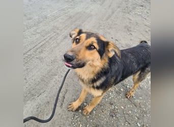 Bronco ein Traumwesen sitzt im Zwinger