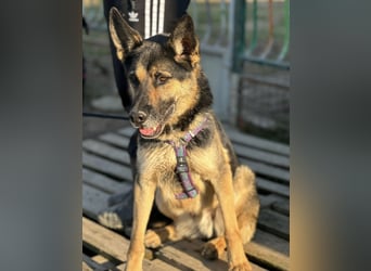 Pasha ein wundervoller Freund fürs Leben