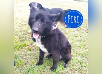 Piki ein Familienhund