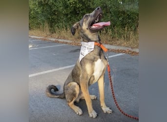 Rubble ein verspielter Kämpfer