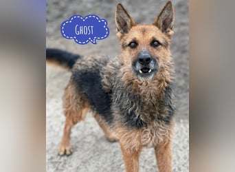Ghost wartet seit Welpenalter