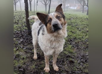 Franky ein Menschenliebender