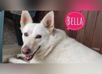 Bella die traurigste Hündin verliert ihre Menschen Bella die traurigste Hündin verliert ihre Menschen