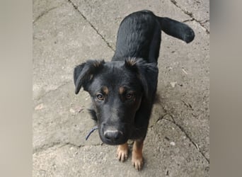 Indy ein lernwilliger Hundebub