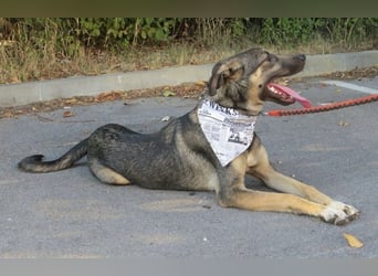 Rubble ein verspielter Kämpfer