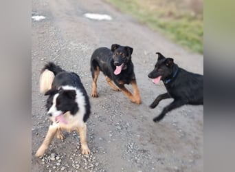 Indy ein lernwilliger Hundebub