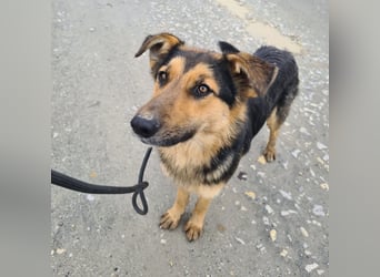 Bronco ein Traumwesen sitzt im Zwinger