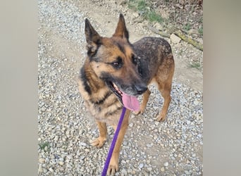 Jax braucht eine liebevolle Führung