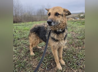 Ghost wartet seit Welpenalter