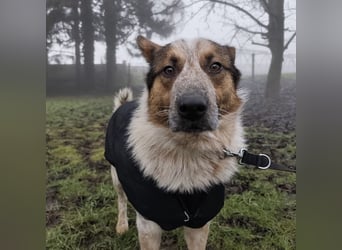 Franky ein Menschenliebender