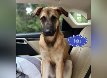 Boško ein Traumwesen