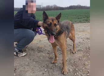 Jax braucht eine liebevolle Führung