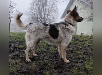 Franky ein Menschenliebender