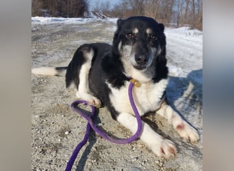 Mala eine ängstliche Hündin