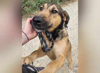 Bones ein verspielter liebevoller Bub
