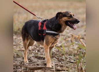 Avis eine gebrochene Seele