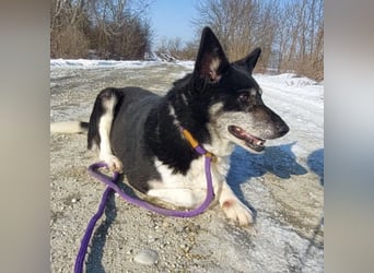 Mala eine ängstliche Hündin