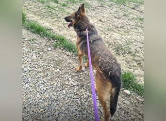 Jax braucht eine liebevolle Führung