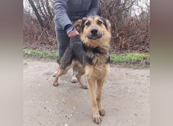 Bronco ein Traumwesen sitzt im Zwinger