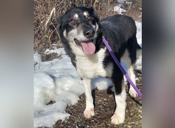 Mala eine ängstliche Hündin