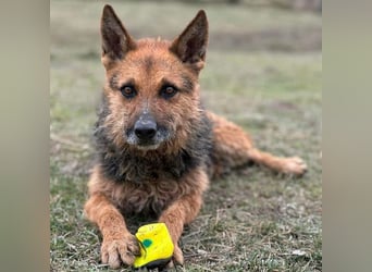 Ghost wartet seit Welpenalter