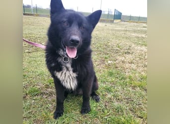 Piki ein Familienhund