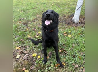 Spike ein schlauer trauriger Bub