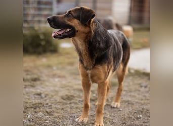 Avis eine gebrochene Seele