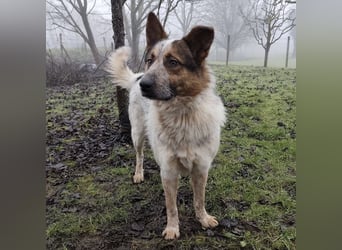 Franky ein Menschenliebender