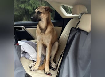 Boško ein Traumwesen