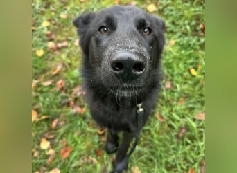 Spike ein schlauer trauriger Bub