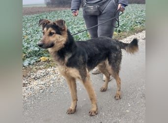 Bronco ein Traumwesen sitzt im Zwinger