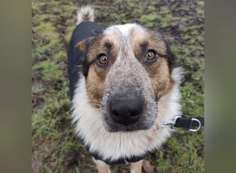 Franky ein Menschenliebender