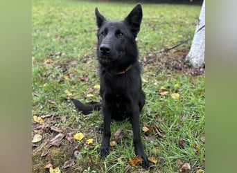 Spike ein schlauer trauriger Bub