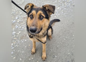 Bronco ein Traumwesen sitzt im Zwinger