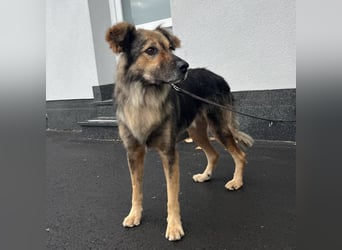 Ringo eine sanfte Seele