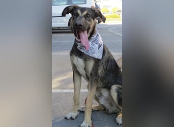 Rubble ein verspielter Kämpfer