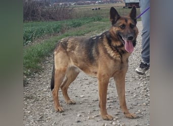 Jax braucht eine liebevolle Führung