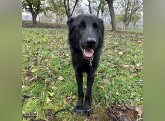 Spike ein schlauer trauriger Bub