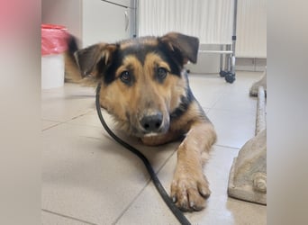 Bronco ein Traumwesen sitzt im Zwinger