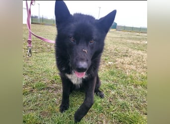 Piki ein Familienhund