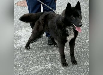 Piki ein Familienhund